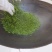 洞庭山碧螺春