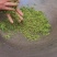 洞庭山碧螺春