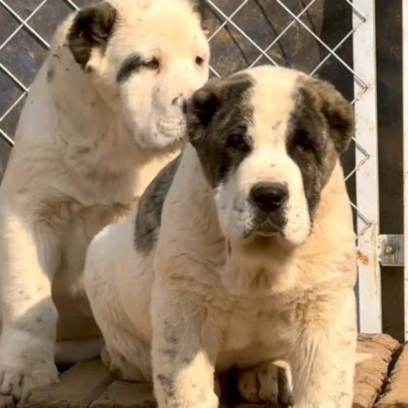 中亚牧羊犬