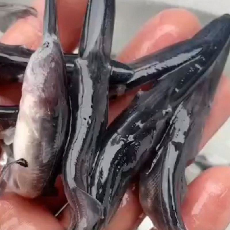 鸭嘴鱼苗