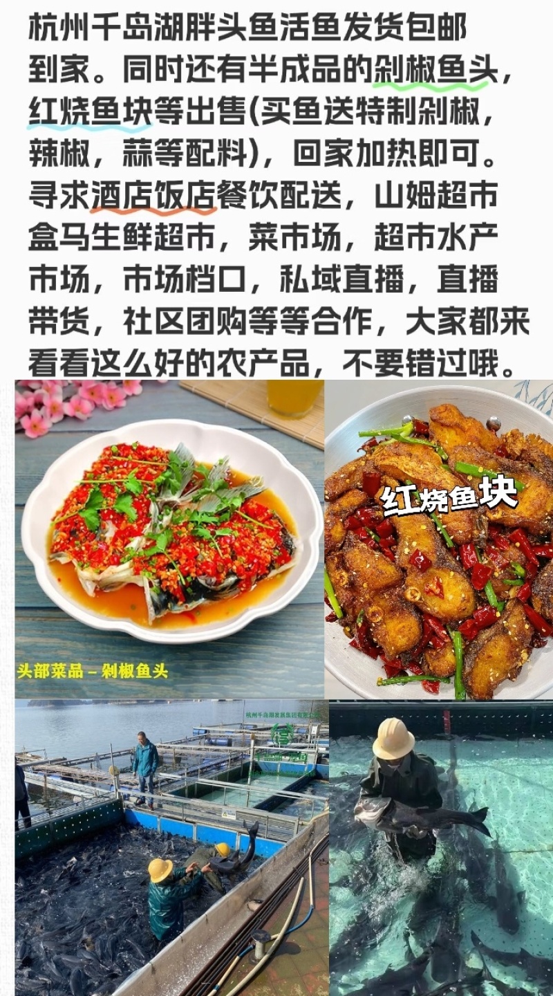 千岛湖大鱼头搭配特制辣椒的剁椒鱼头。千岛湖怡嘉鲜剁椒鱼头