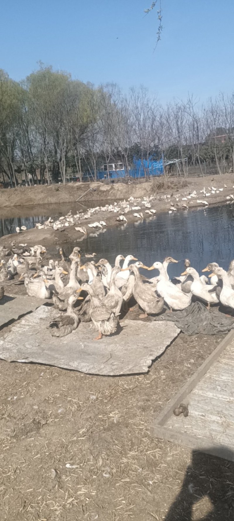 5个月散养花边鸭