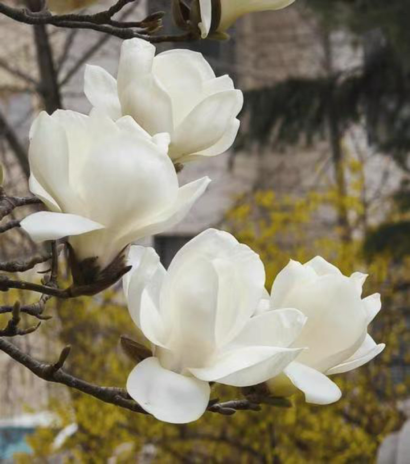 紫玉兰白玉兰80元/棵3-5公分共150多棵。
