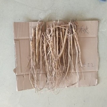 河北保定一手货源苦参苗，对接全国市场量大从优欢迎采购热卖