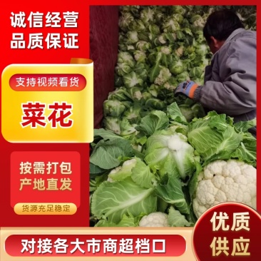 汉中白花菜花2~3斤紧花乳白，现货，产地一手货源