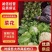 汉中白花菜花2~3斤紧花乳白，现货，产地一手货源