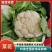 汉中白花菜花2~3斤紧花乳白，现货，产地一手货源
