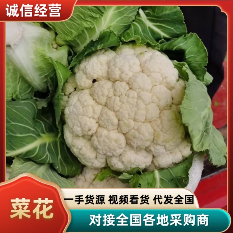 汉中白花菜花2~3斤紧花乳白，现货，产地一手货源
