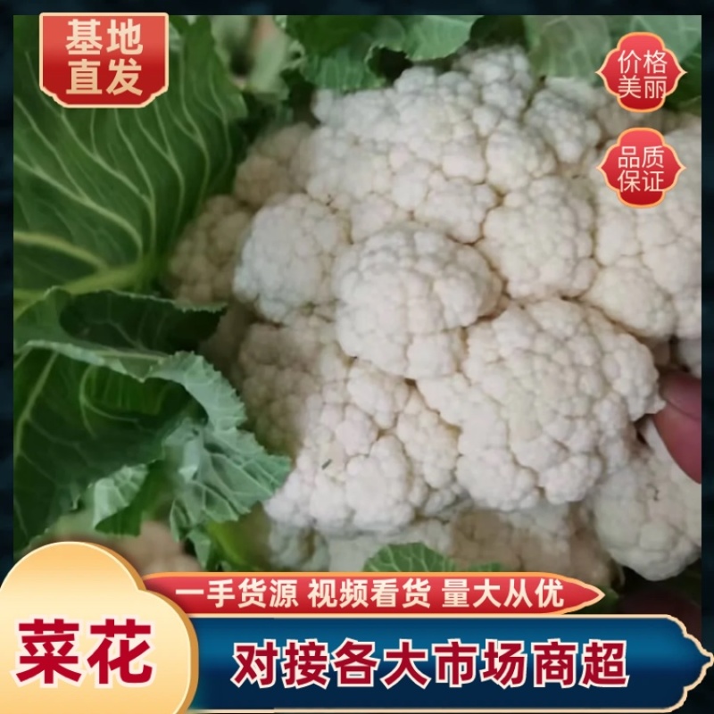 汉中白花菜花2~3斤紧花乳白，现货，产地一手货源