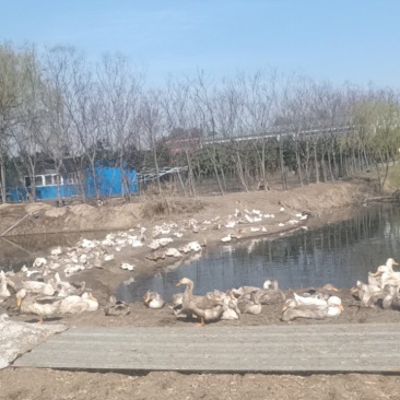 5个月散养花边鸭