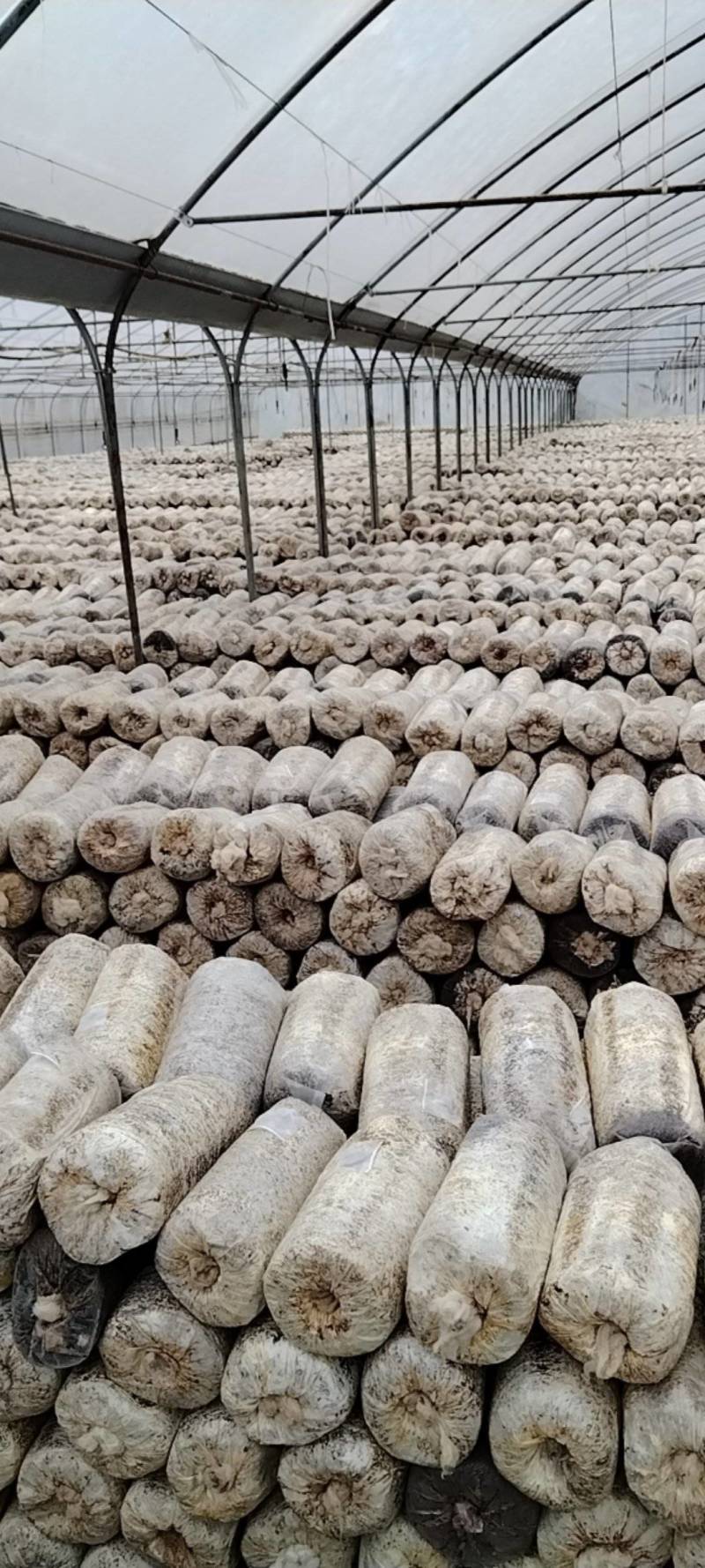 菌包松茸菌，产地发货，一手货源，欢迎新老客户合作量大优惠