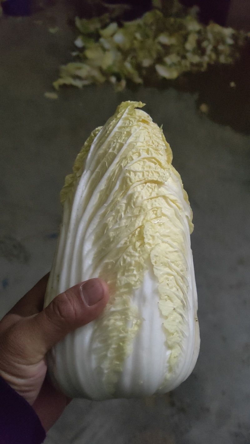 娃娃菜电商专业户
