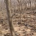 辽宁北镇5公分山楂树，当年结果，大五棱，大金星，5年生
