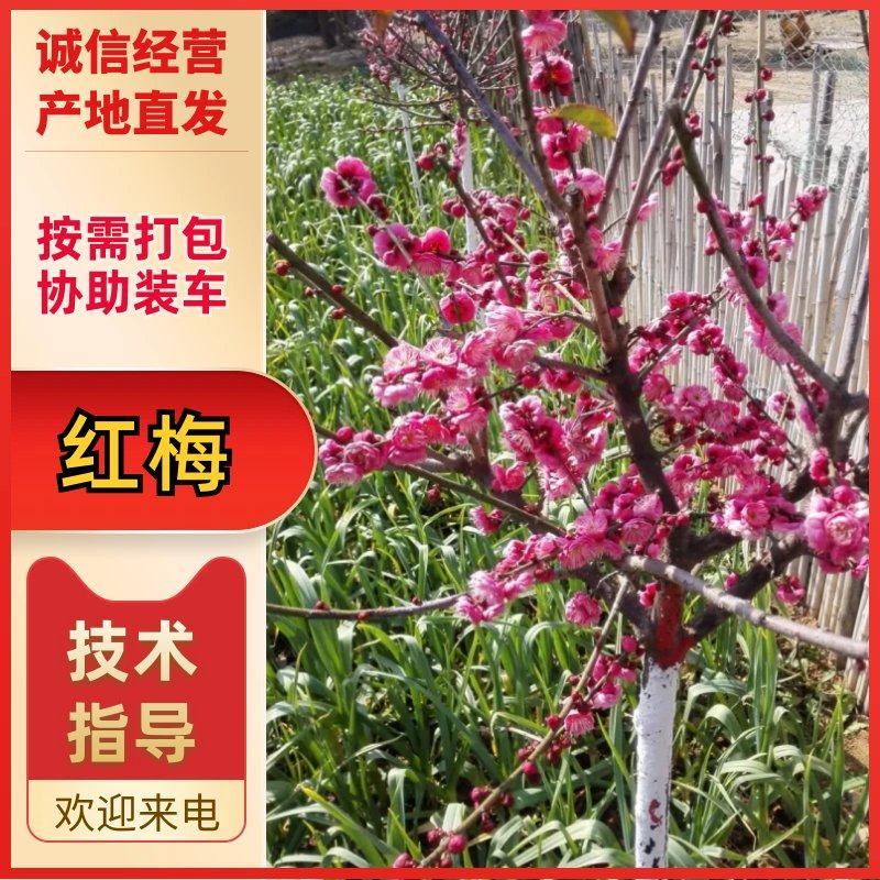 红梅2-8cm美人梅（原生骨里红）价格可议欢迎来电咨询