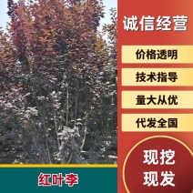 高杆红叶李8一16cm自家山种植，无中介，湖北钟祥杨桥