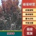 高杆红叶李8一16cm自家山种植，无中介，湖北钟祥杨桥
