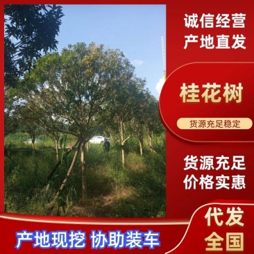 高杆桂花树8一15公分，金桂丹桂，基地直供，直接来电咨询