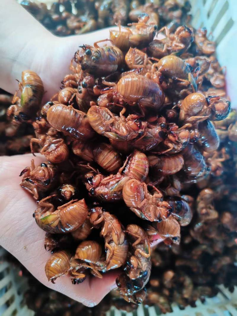 优选金蝉基地直供现货速发一手货源量大从优