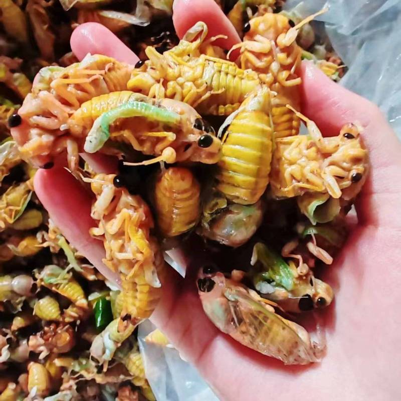 优选白蝉万亩基地一手货源全国可发支持视频看货