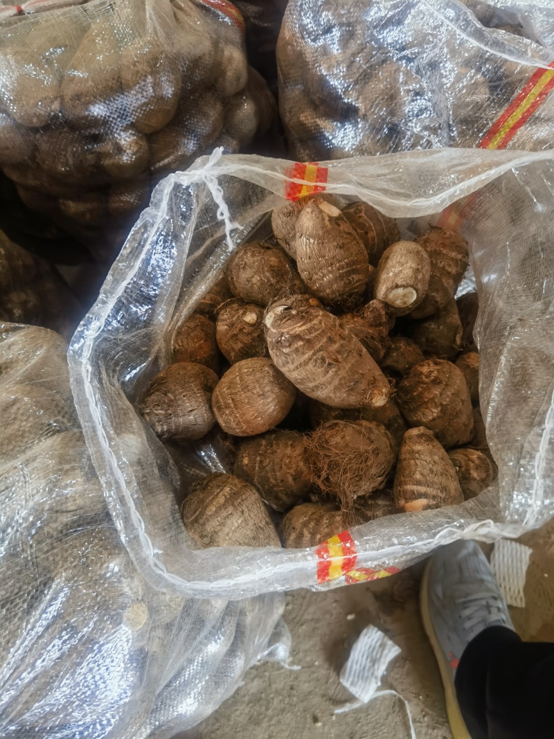 临沂芋头产地一手货源，货源充足现挖现发包装齐全