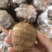 临沂芋头产地一手货源，货源充足现挖现发包装齐全