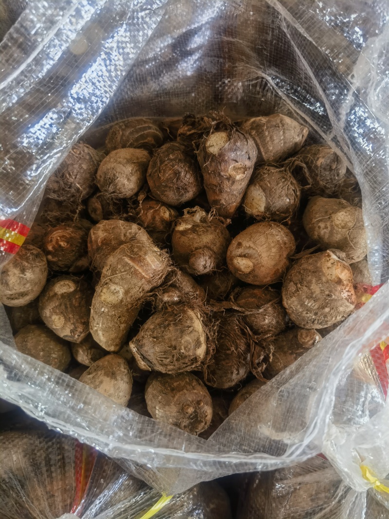 临沂芋头产地一手货源，货源充足现挖现发包装齐全