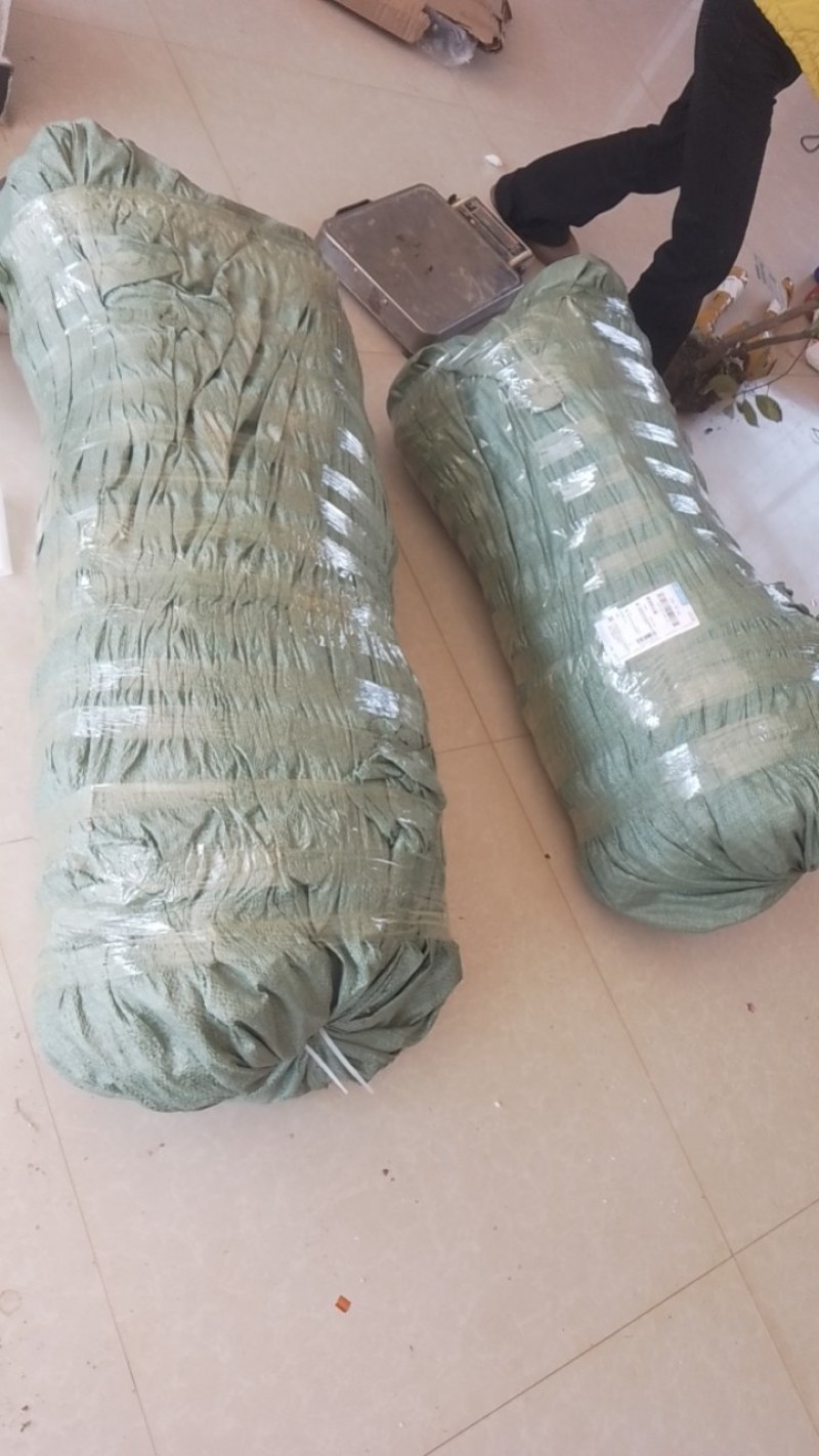 金桂苗，大量出售40一150厘米高金桂苗