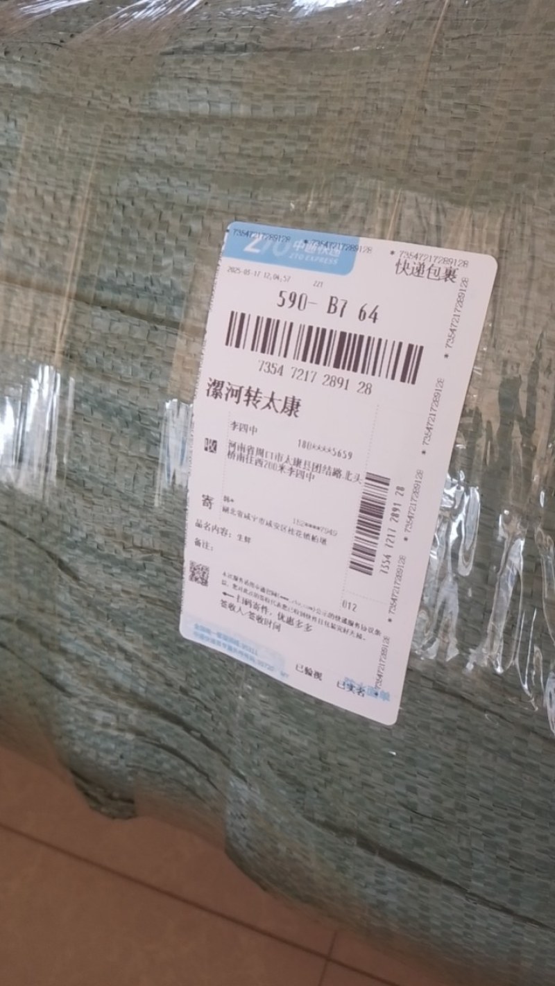 金桂苗，大量出售40一150厘米高金桂苗