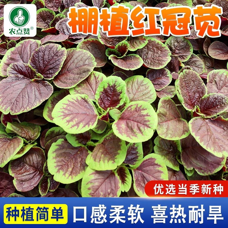 棚植红冠苋-苋菜种子棚植早熟高产软糯清甜耐抽薹