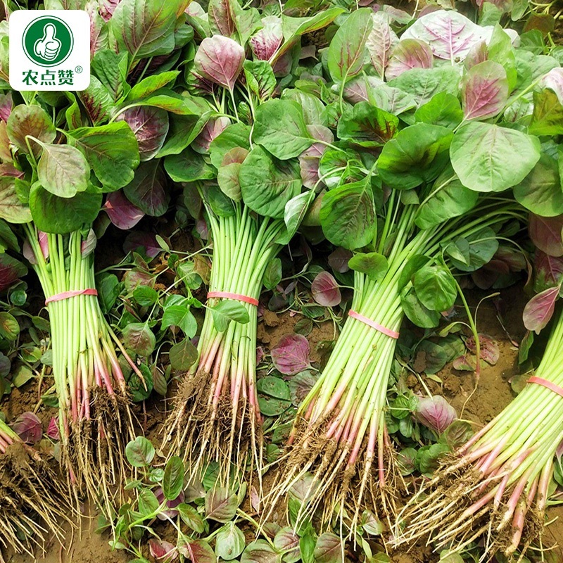 棚植红冠苋-苋菜种子棚植早熟高产软糯清甜耐抽薹