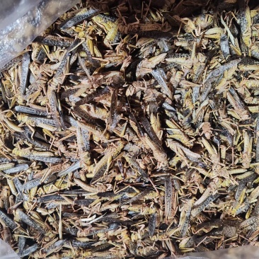 精品蚂蚱万亩基地产地直发一手货源支持视频看货