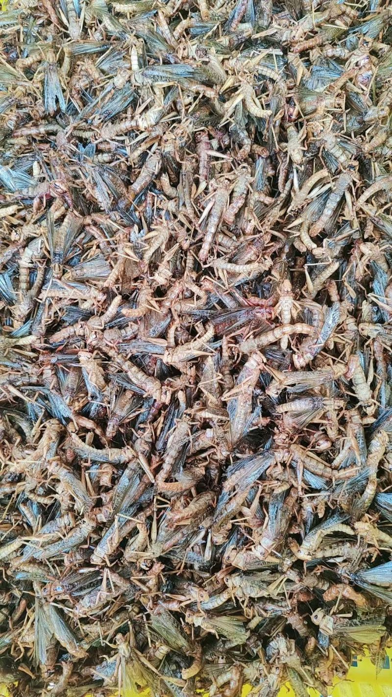 精品蚂蚱万亩基地产地直发一手货源支持视频看货