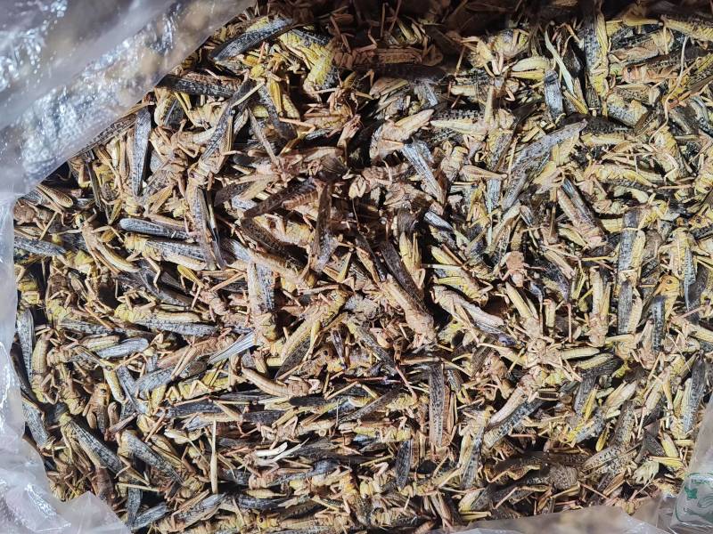精品蚂蚱万亩基地产地直发一手货源支持视频看货