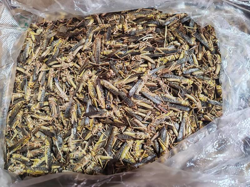 精品蚂蚱万亩基地产地直发一手货源支持视频看货