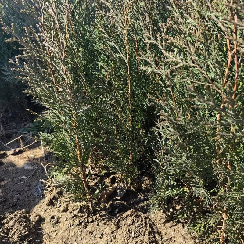 柏树苗刺柏苗当年侧柏小苗二年侧柏小苗大量批发货源充足