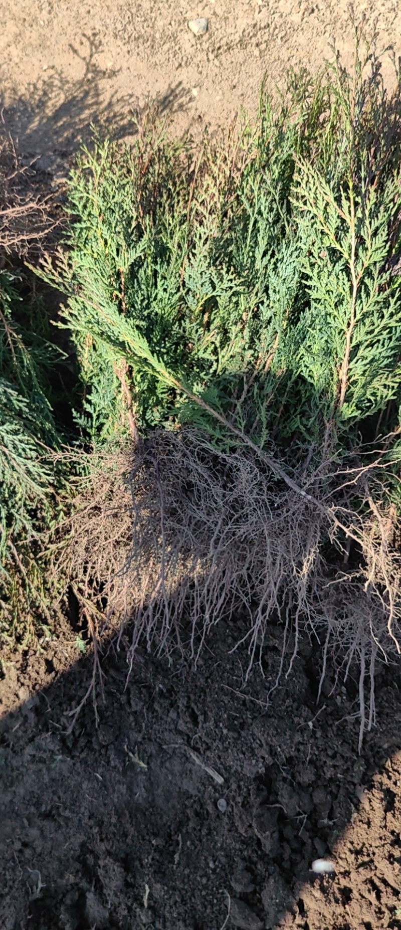 柏树苗刺柏苗当年侧柏小苗二年侧柏小苗大量批发货源充足