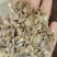 白术种子保质保量干净无掺杂土质价格实惠