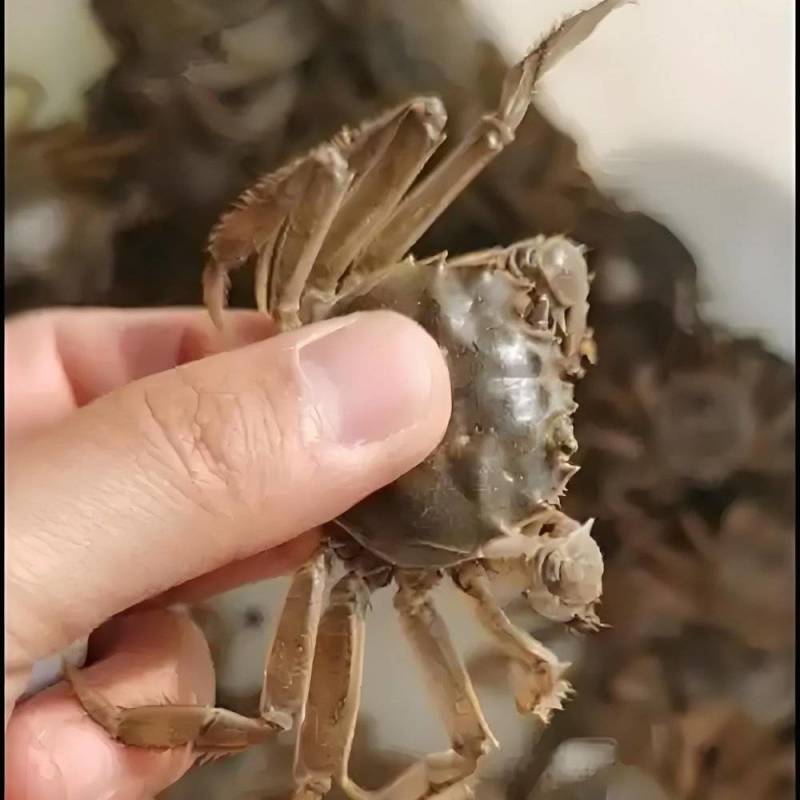 原塘老头蟹，个大膘肥