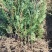 柏树苗刺柏苗当年侧柏小苗二年侧柏小苗大量批发货源充足