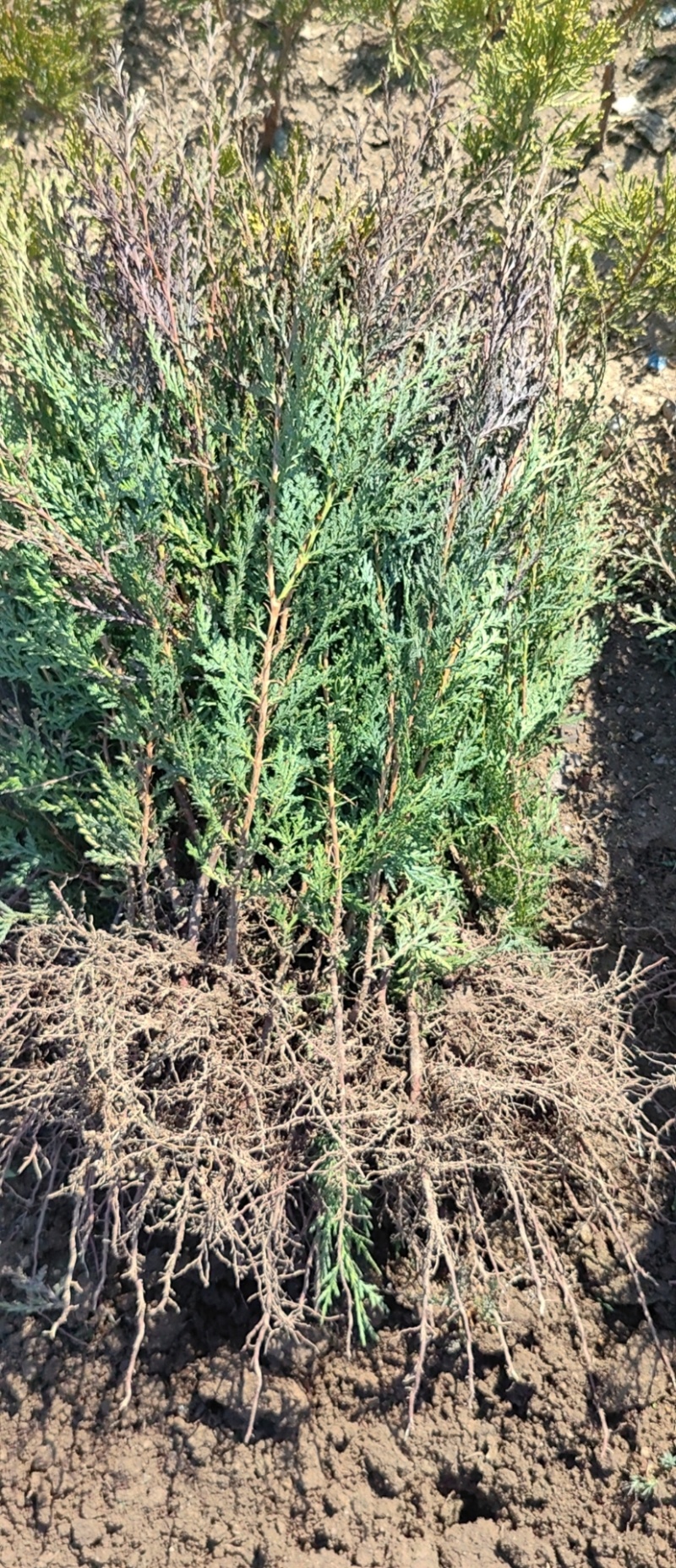柏树苗刺柏苗当年侧柏小苗二年侧柏小苗大量批发货源充足