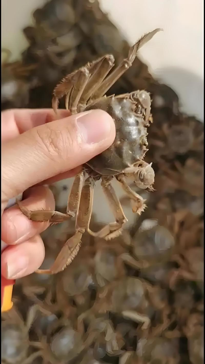 原塘老头蟹，个大膘肥
