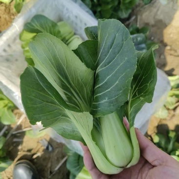 上海青青菜油菜