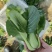 上海青青菜油菜