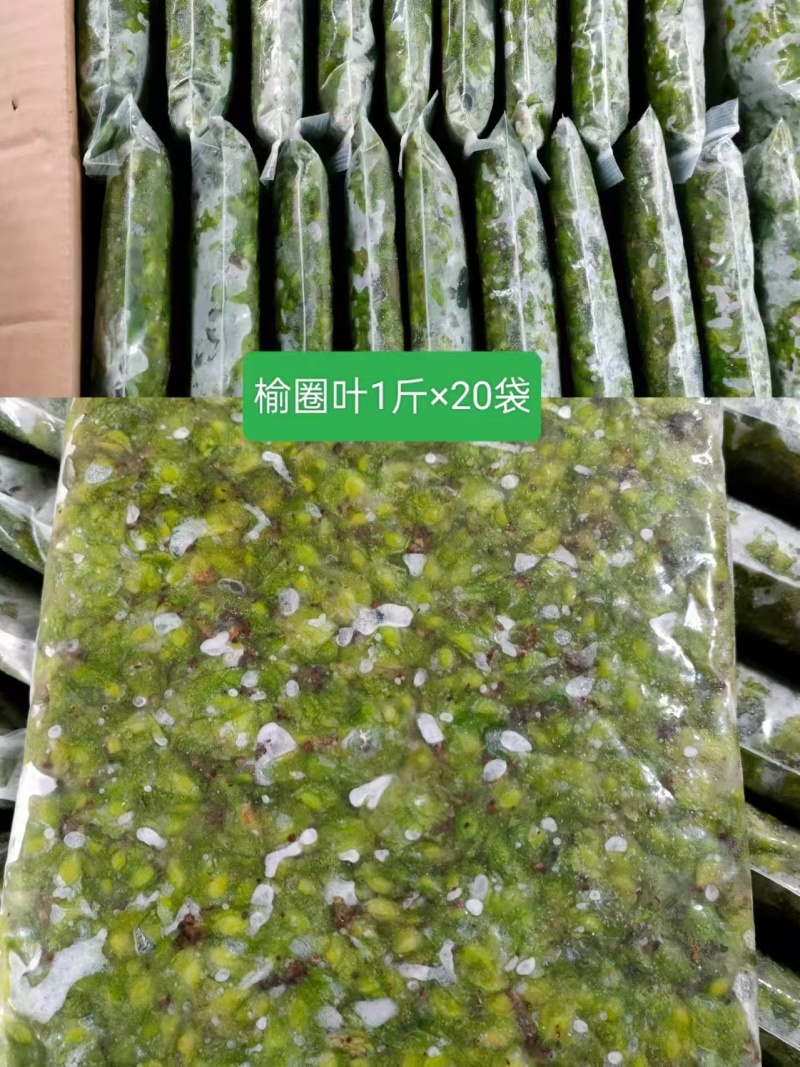 榆圈叶现货速发基地直供量大从优价格美丽