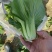 上海青青菜油菜