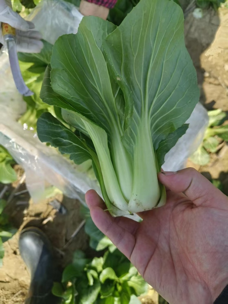上海青青菜油菜