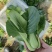 上海青青菜油菜