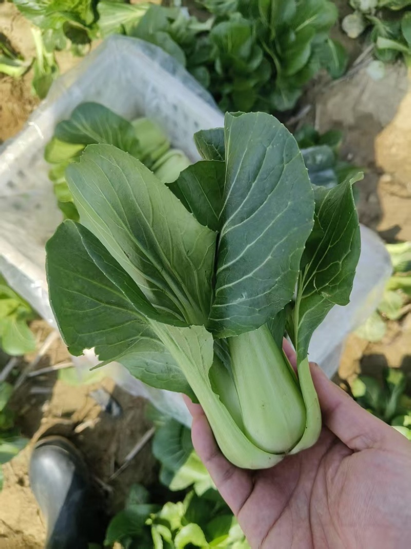 上海青青菜油菜