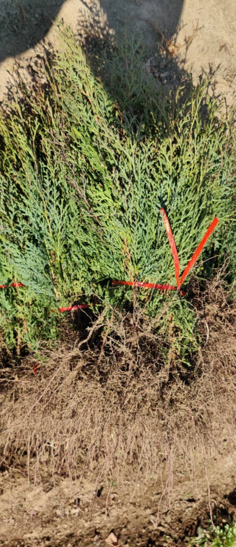 柏树苗刺柏苗当年侧柏小苗二年侧柏小苗大量批发货源充足