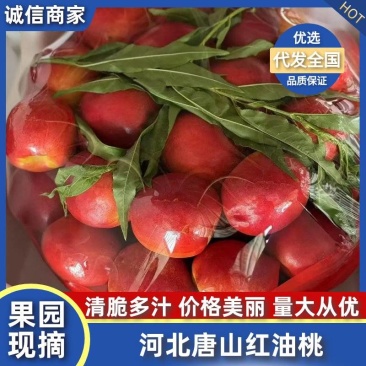河北唐山露天油桃红油桃大量上市，保质保量品质从优